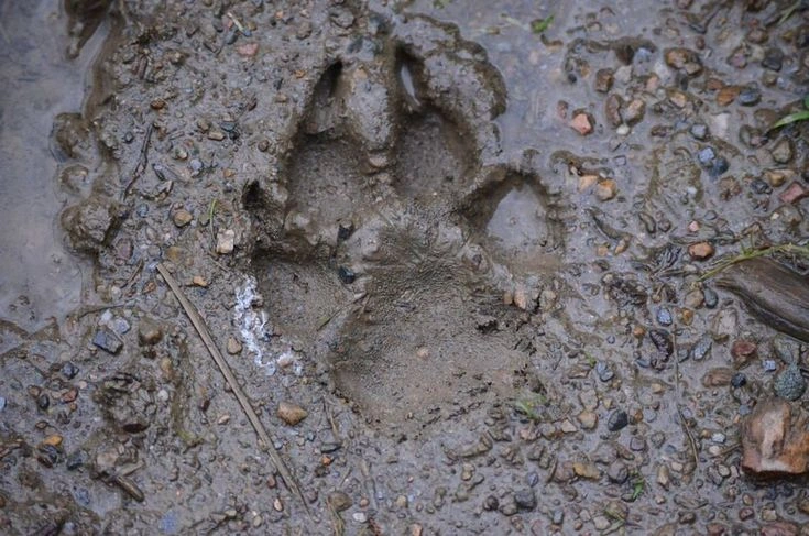 Animal Tracks Identification Guide: 75 Common Wildlife Footprints With Pictures
