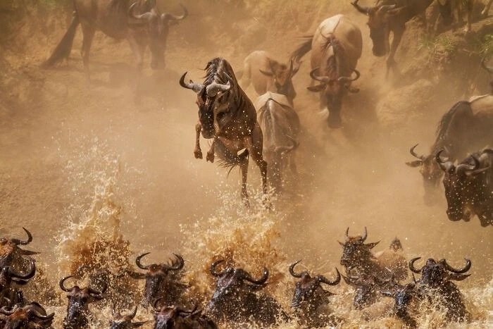 Animal Migration Explained