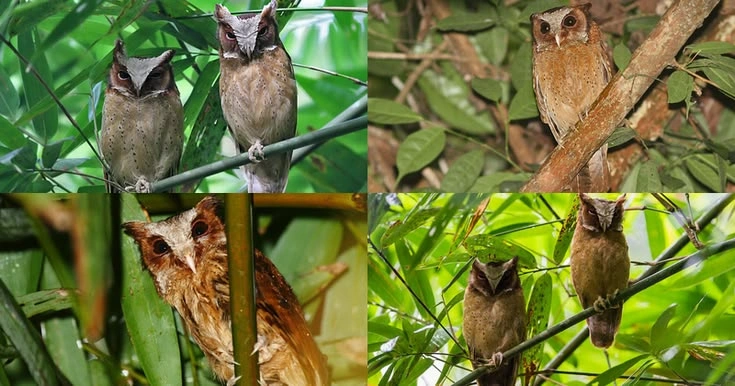 40 Owl Species Around the World: Identification Guide With Pictures