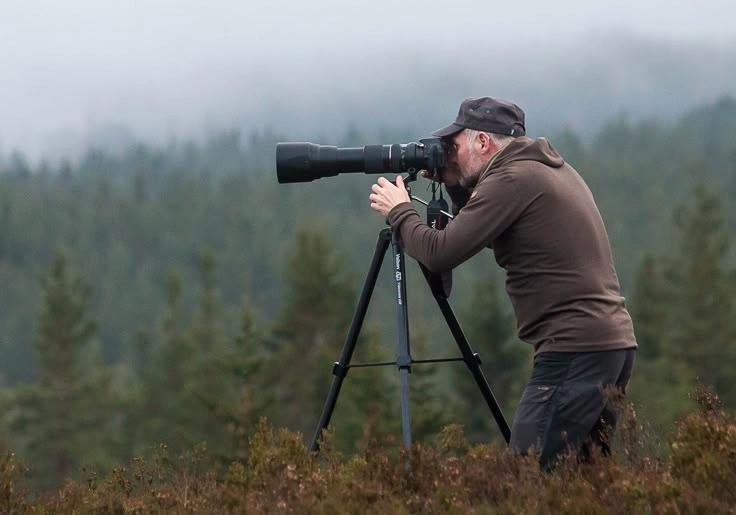 What Is Viltnemnda? Norway Wildlife Board Rulings 2026 Guide