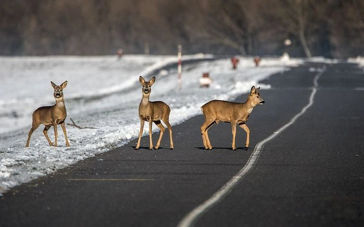 Deer Collision Insurance Claims Norway: Car Damage Wildlife Accident Guide