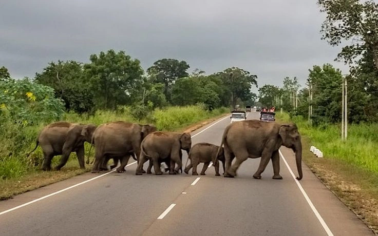 Wildlife Corridors: The Ultimate Solution to Habitat Fragmentation