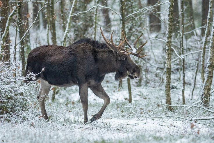 Moose in Norway: habitat, behaviour and where to see them