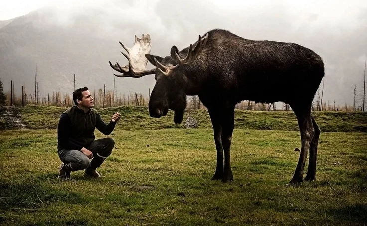 Hit a Moose Norway: What to Do, 02800 Fallvilt Number & Safety Guide