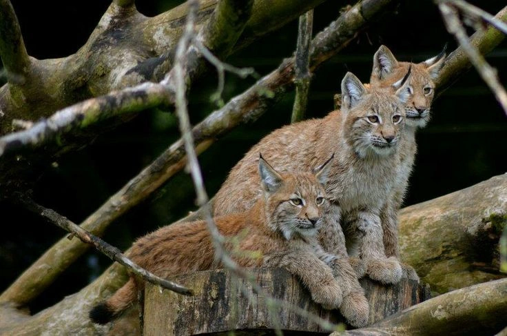 Lynx Facts: Habitat, Diet, Species and Hunting Behavior