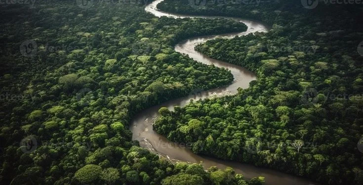 Complete Guide to the Amazon Rainforest: Location, Map, and Unique Wildlife