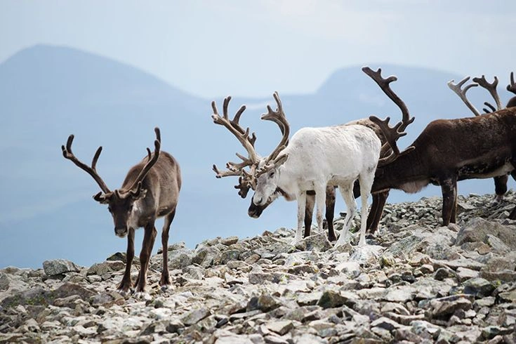 Animals in Norway: a field guide to 40+ species