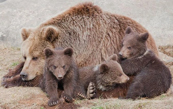 Bears in Norway: where they live and how dangerous they really are