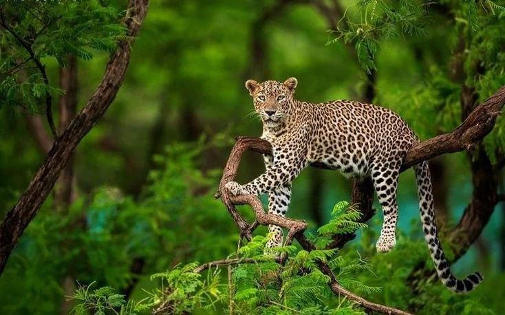 Leopard Facts: Habitat, Diet, Speed and Hunting Behavior