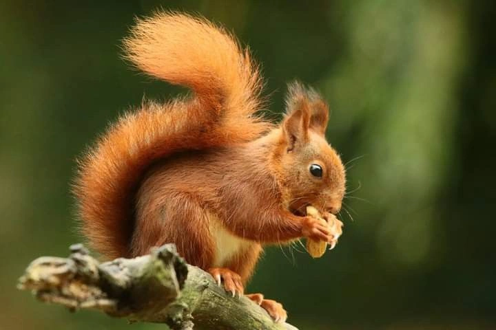 Squirrel Facts: Habitat, Diet, Behavior and Types