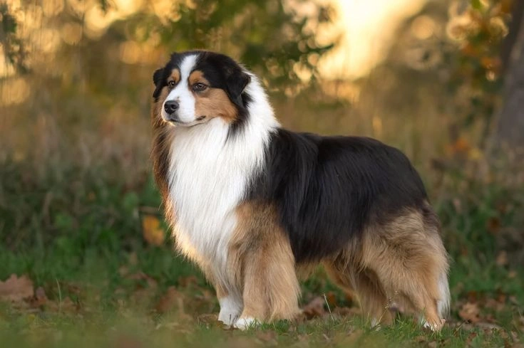 Australian Shepherd Breed Guide: Size, Temperament, Lifespan & Care