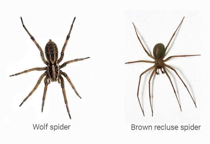 Wolf Spider Identification: Size, Bite, Habitat & How to Tell Them Apart