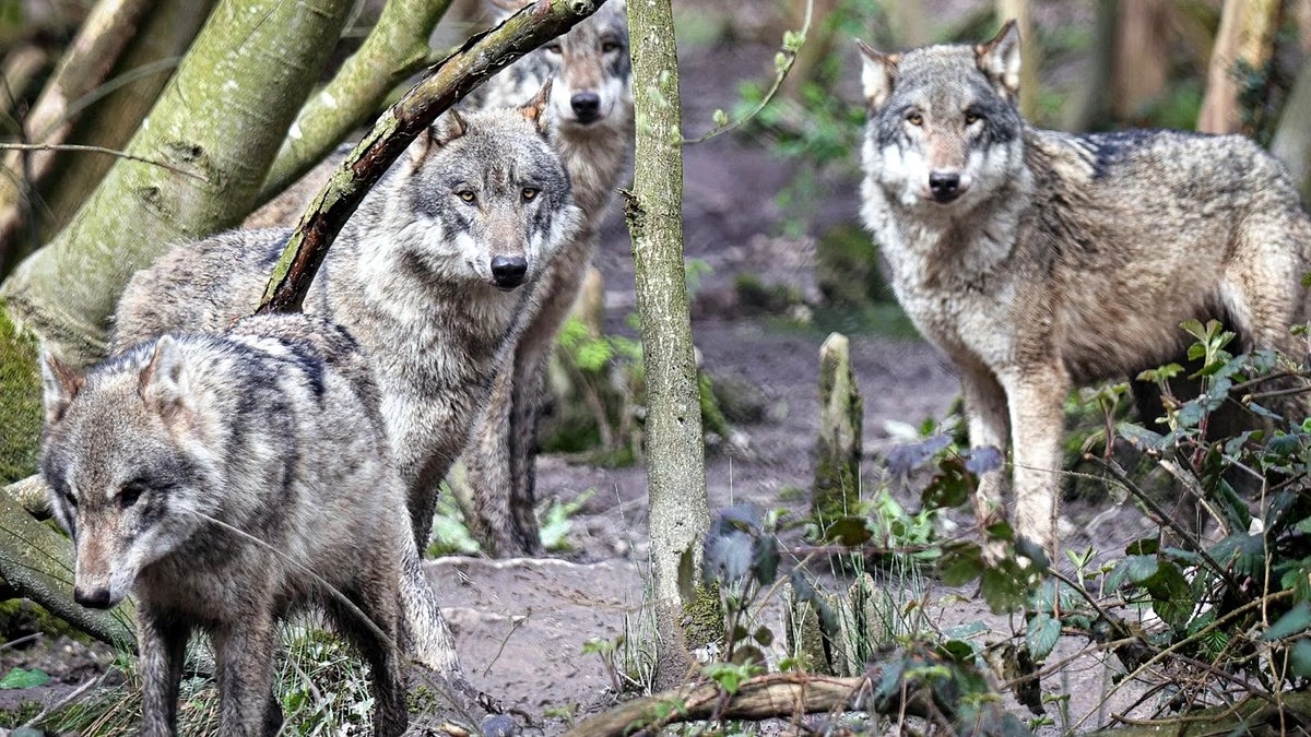 appeal wildlife board decision