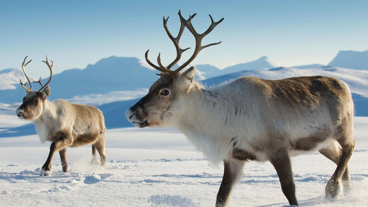nordfjella reindeer cull