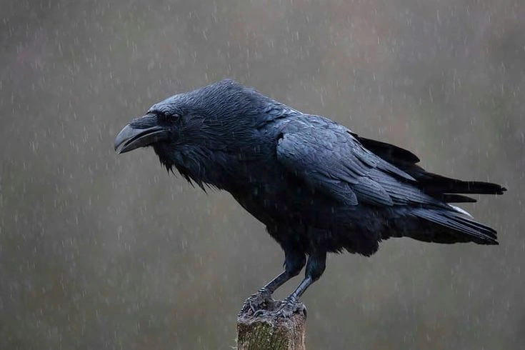 Raven Facts: Intelligence, Diet, Habitat and Behavior