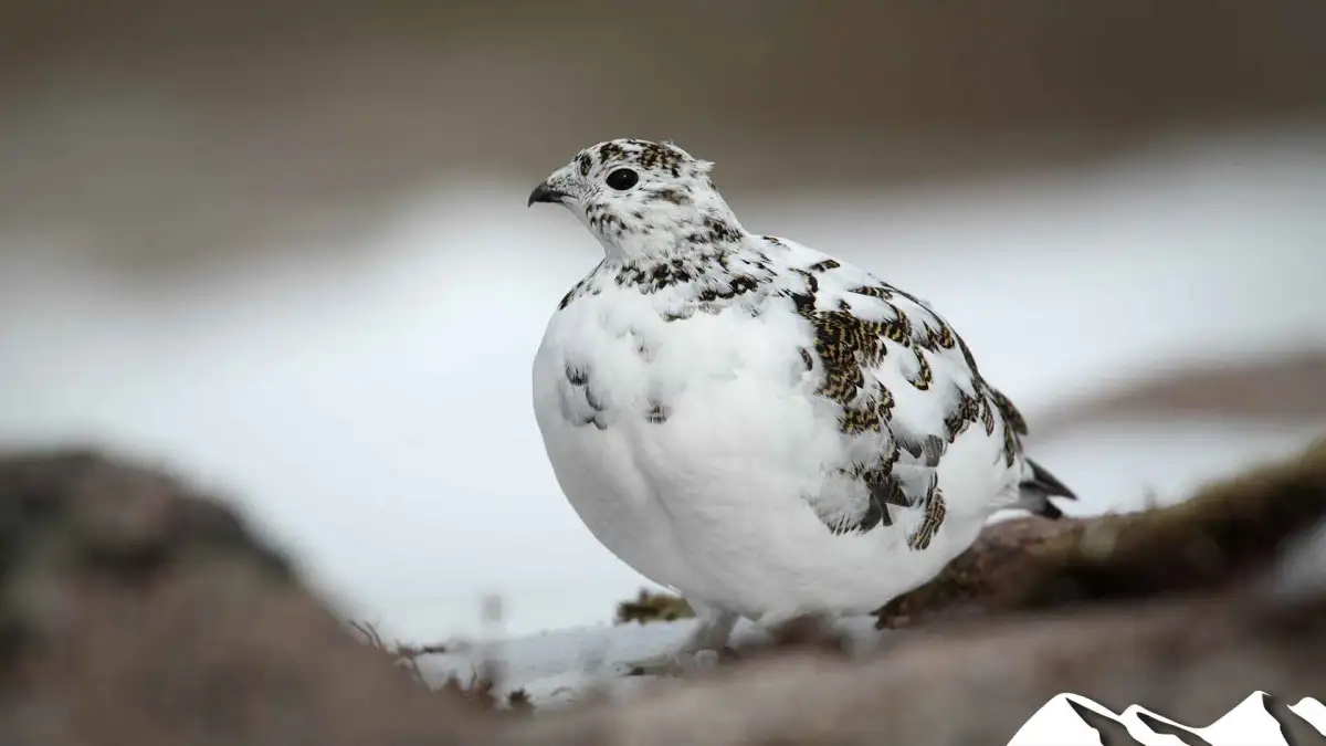 ptarmigan season closure