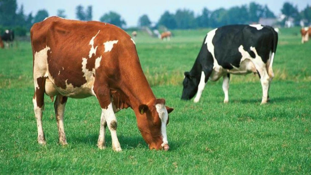 outfield grazing norway