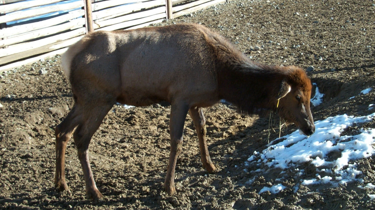 chronic wasting disease