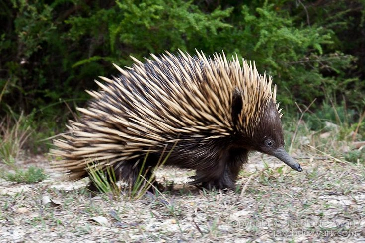 Echidna Facts: Habitat, Diet, Spines and Unique Reproduction