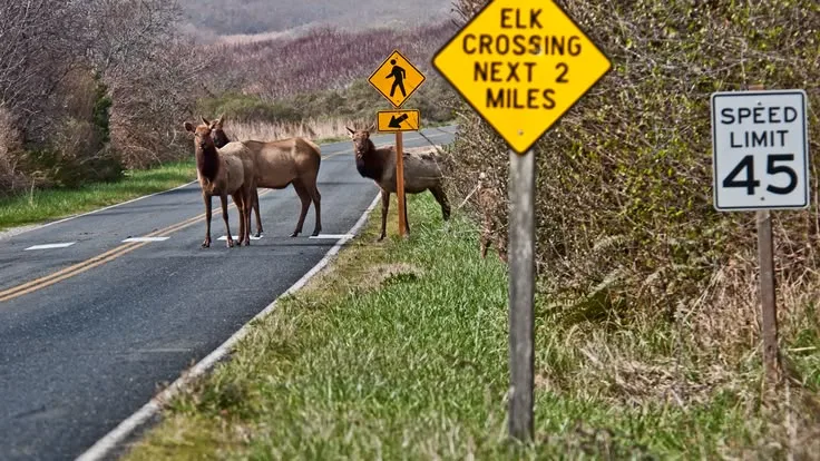 Wildlife Collision Hotspots: Roads With the Worst Records