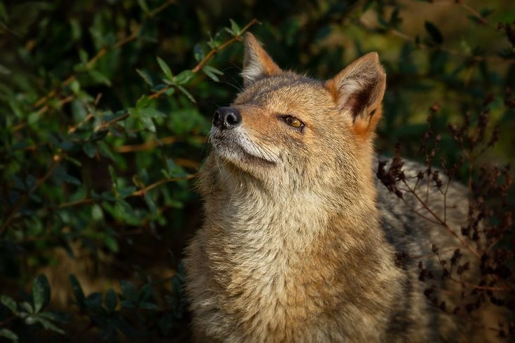Jackal Facts: Species, Habitat, Diet & Hunting Behavior