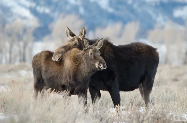 Structured Moose Harvest: Bulls, Cows and Calves