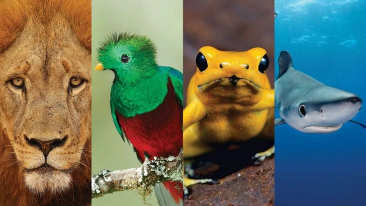 Vertebrates Explained: Types, Characteristics & Examples