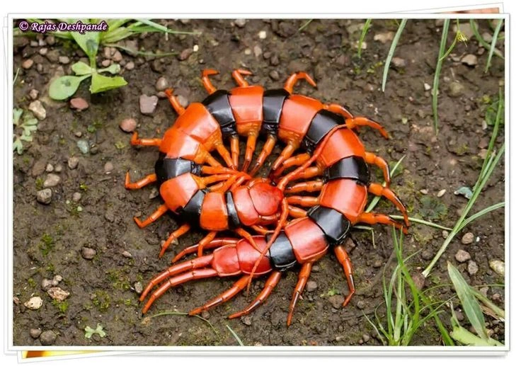 Centipede Facts: Types, Habitat, Diet and Are They Dangerous?