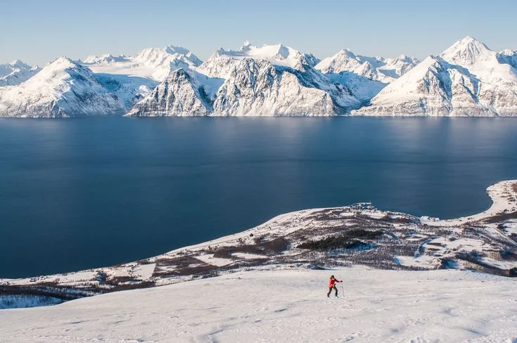 Lisensfelling Explained: How Licensed Culling of Large Carnivores Works in Norway