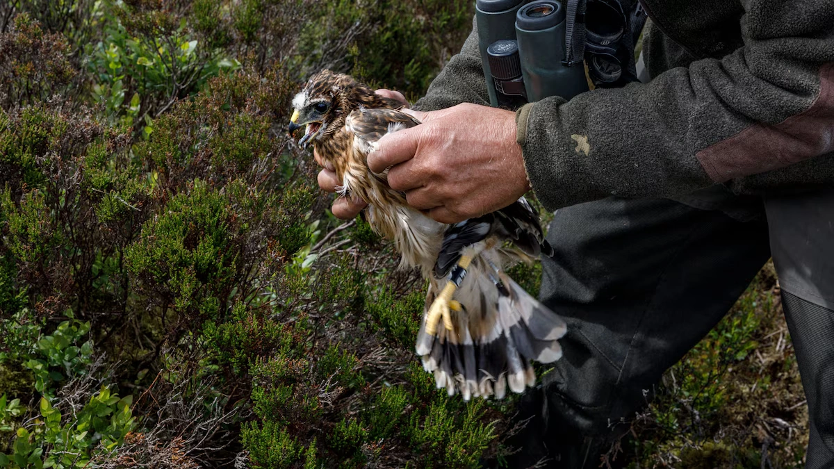 ptarmigan hunting