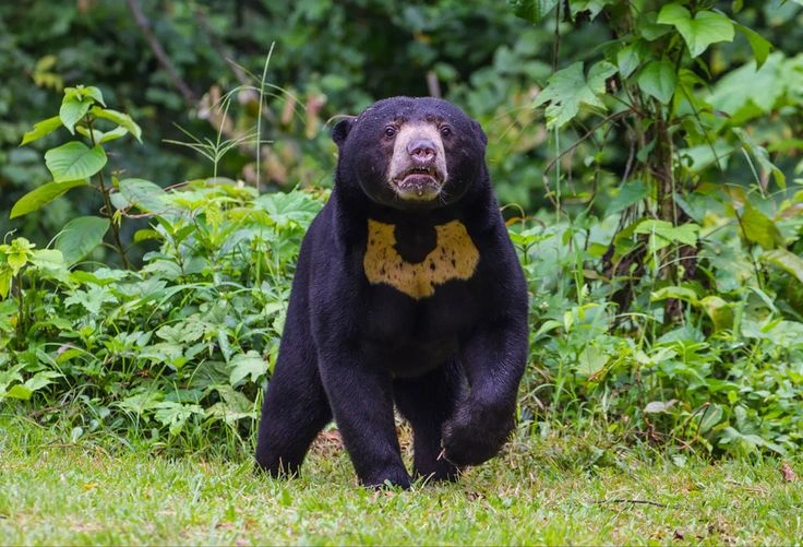 Sun Bear Facts: Habitat, Diet, Size and Unique Adaptations