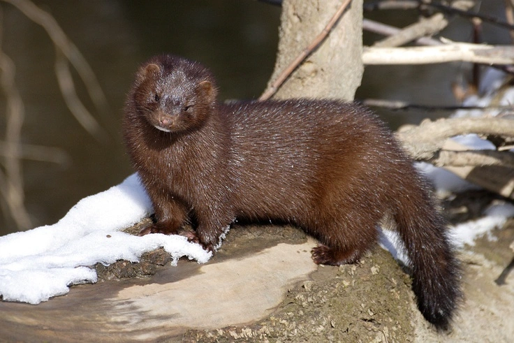 Mink Facts: Habitat, Diet, Behavior and Where They Live