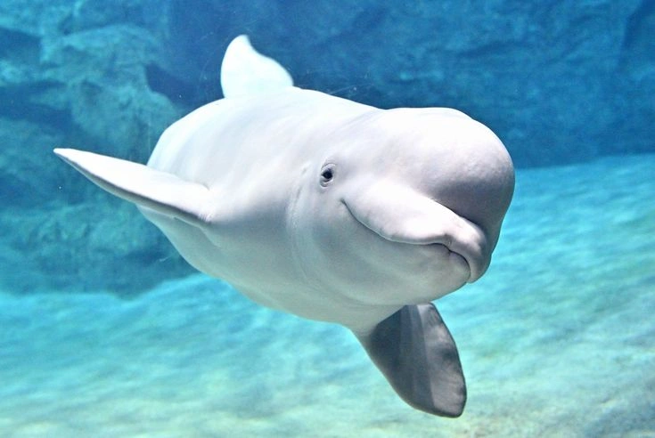 Beluga Whale Facts: Habitat, Diet, Communication and Behavior