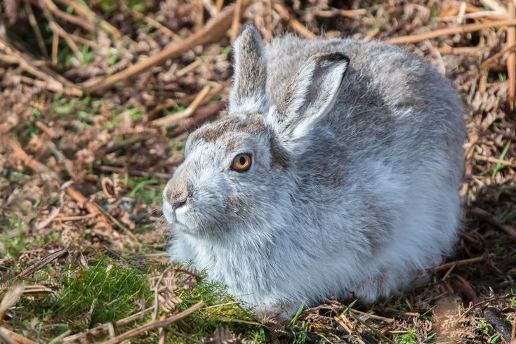 Mountain Hare Population Decline in Norway: What 2026 Data Show