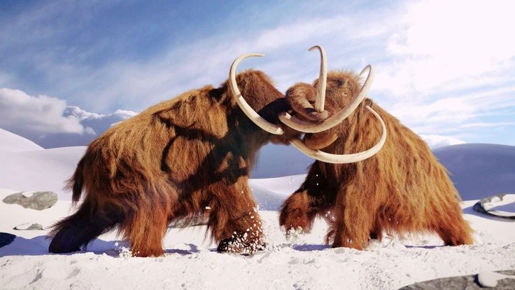 Animal Adaptations: How Animals Survive in Nature
