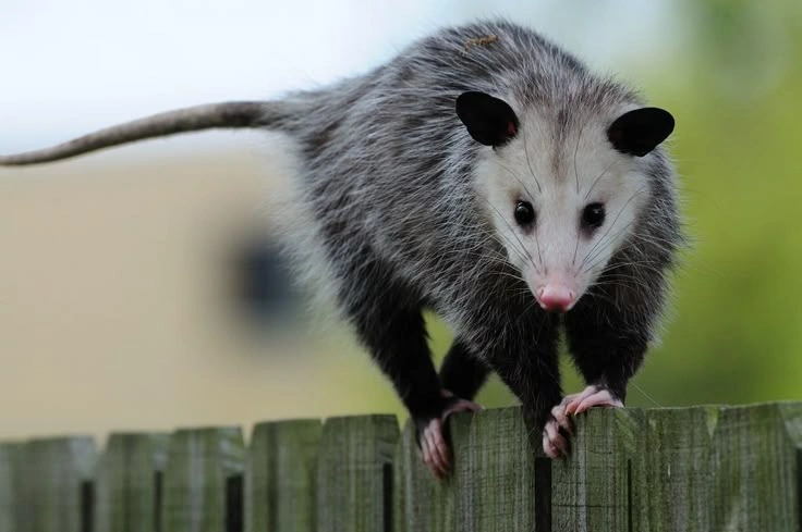 Opossum Facts: Diet, Habitat, Lifespan and Unique Behavior