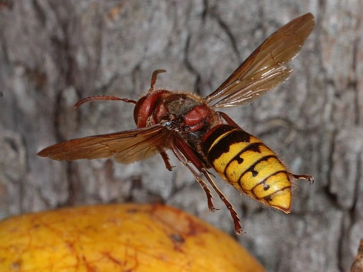 Murder Hornet: Identification, Habitat, Sting and Why It Matters