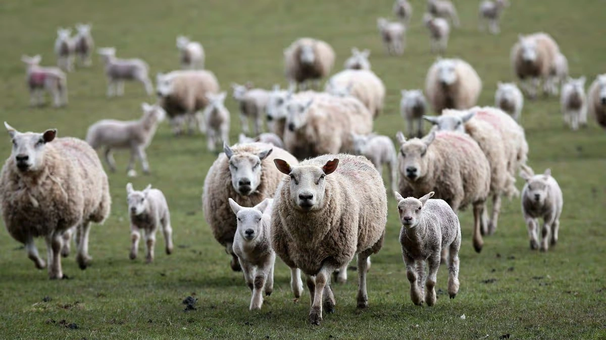 Sheep Losses Outfield