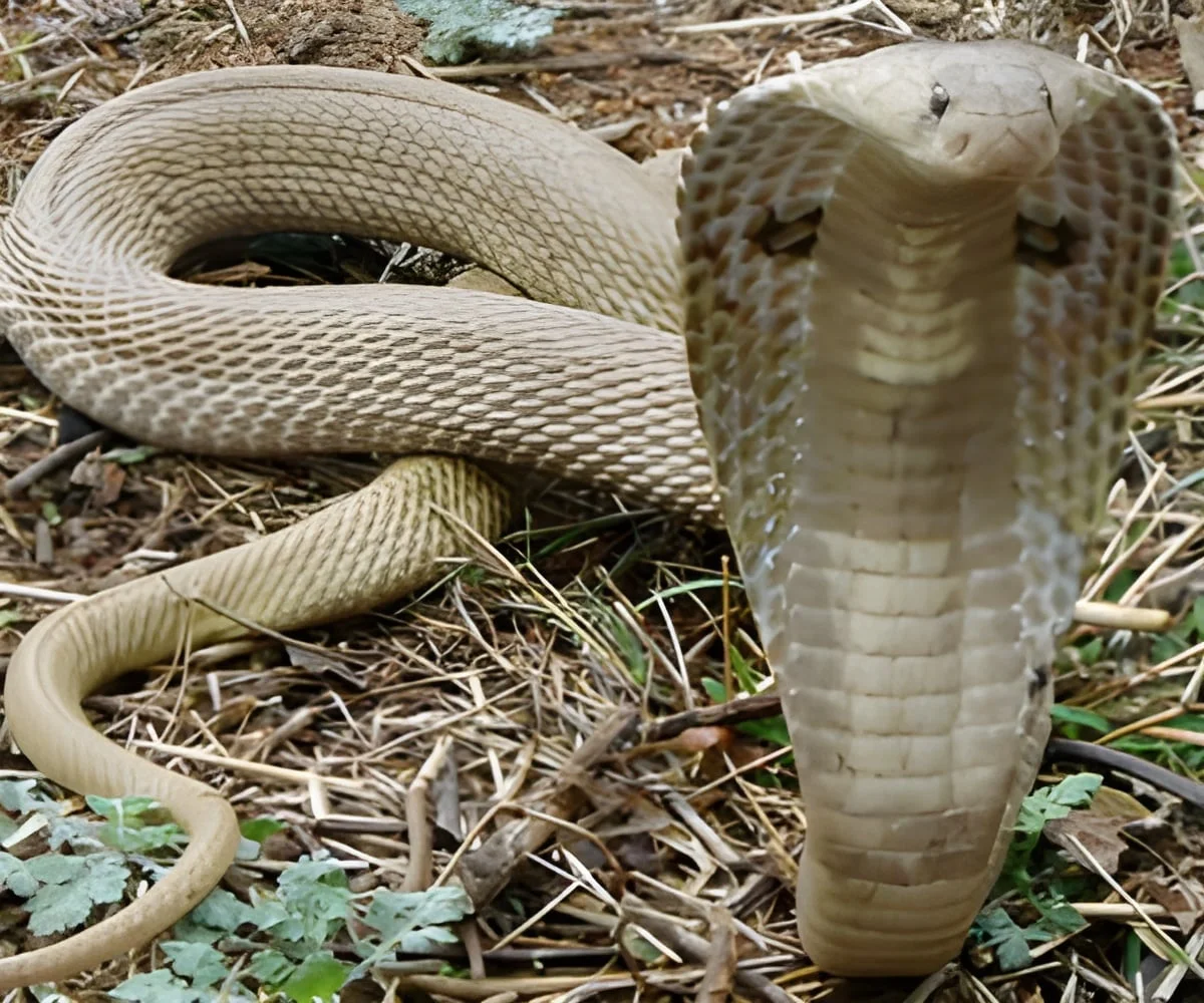 nakes Types, Habitat, Diet, Behavior