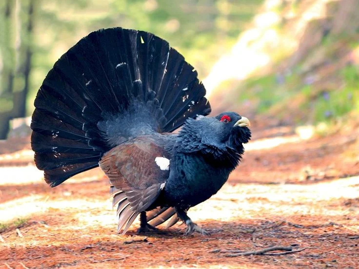 Capercaillie Lek Protection: What It Means in 2026