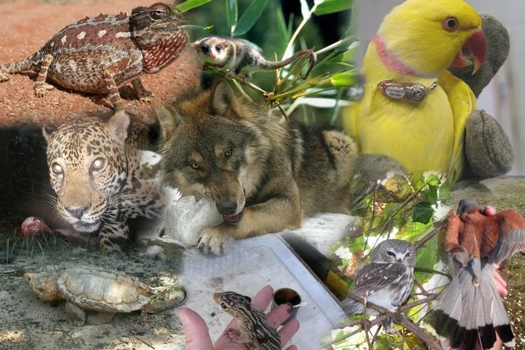 How a Municipal Wildlife Board Reaches a Decision, Step by Step