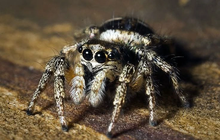 Jumping Spiders: Vision, Hunting, Habitat and Bite Facts