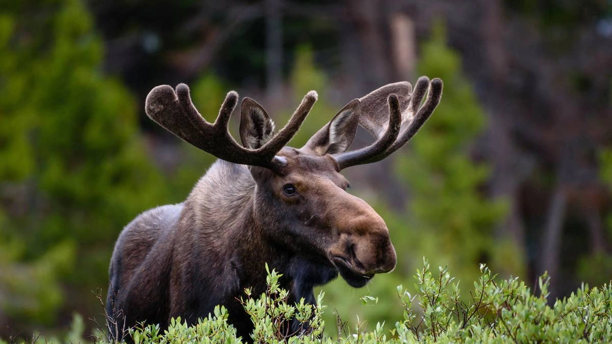 norway moose population