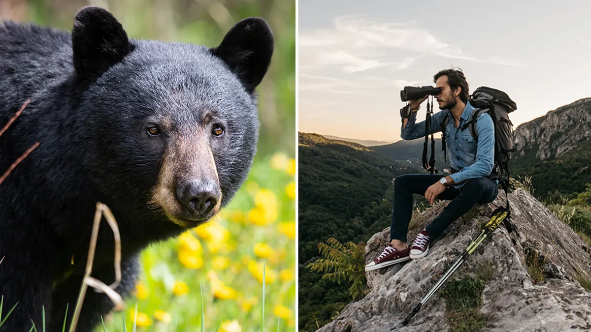 Bear Encountering