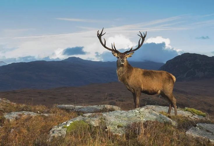 Red Deer Expansion Along the Norwegian West Coast in 2026