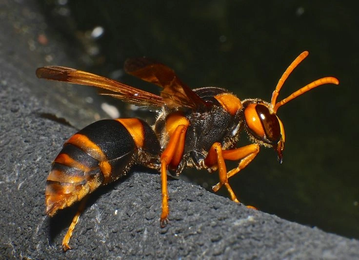 Hornet Facts: Types, Nesting, Diet and Sting Risk