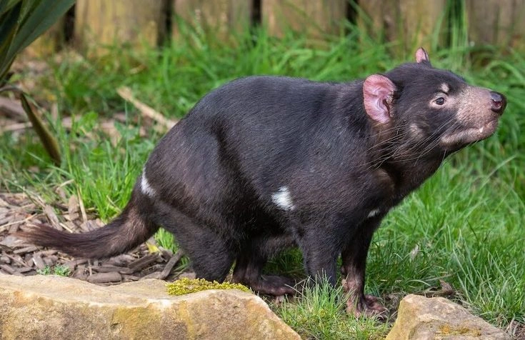 Tasmanian Devil Facts: Habitat, Diet, Behavior and Conservation