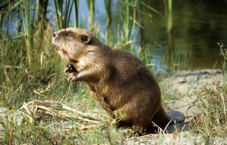 Beaver Facts: Habitat, Diet, Dams and Ecosystem Role