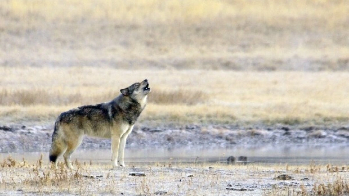 wolf encounter