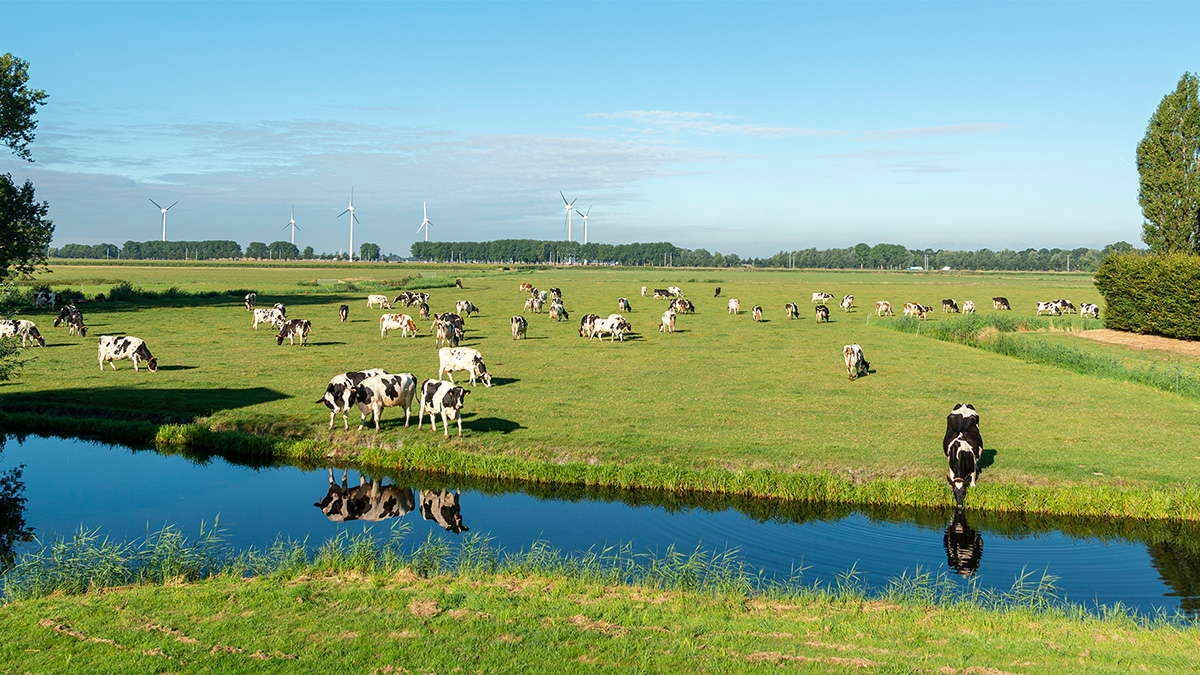 beitelag grazing cooperative